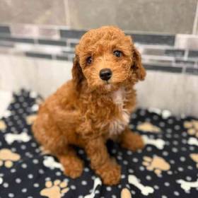 Mini Poodle
