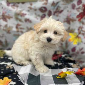Maltipoo