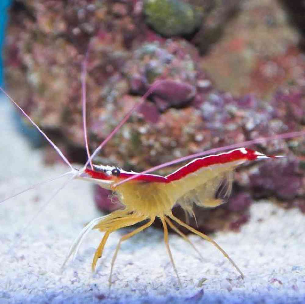 Skunk Cleaner Shrimp