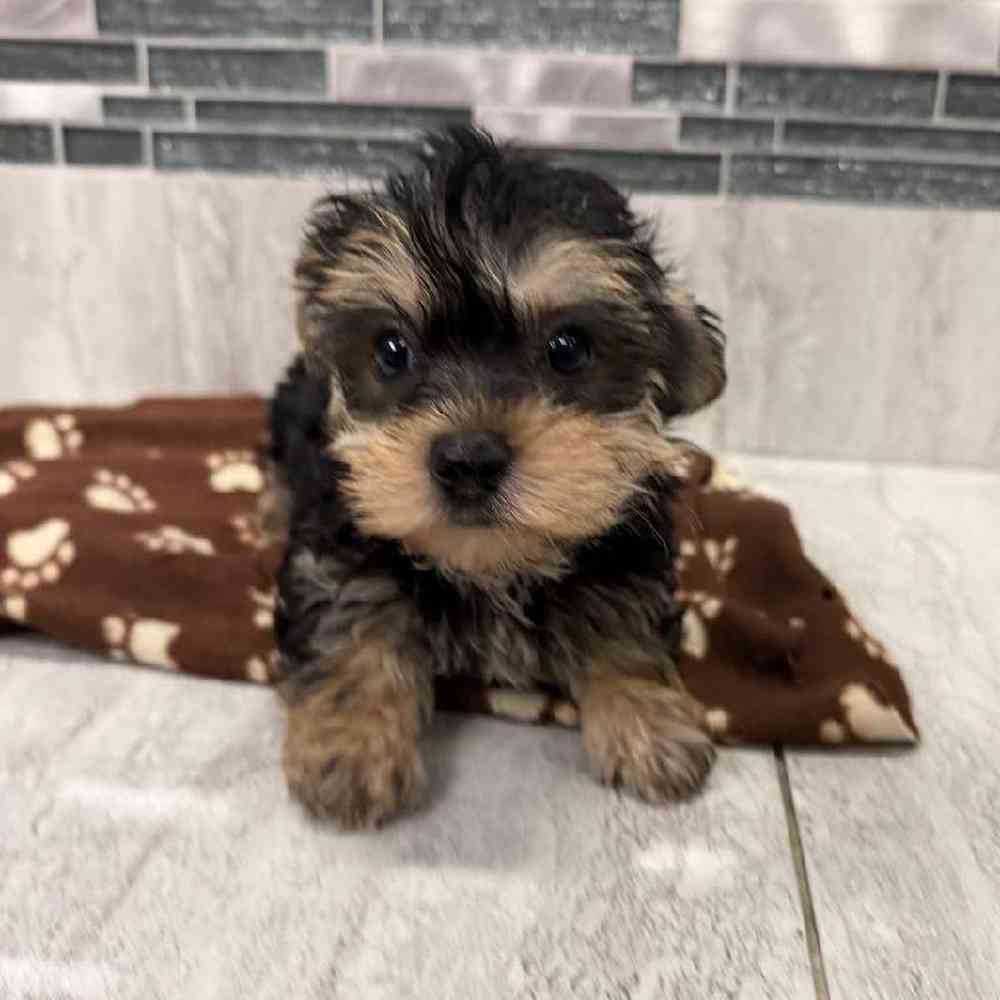 Image of a pet breed in the gallery