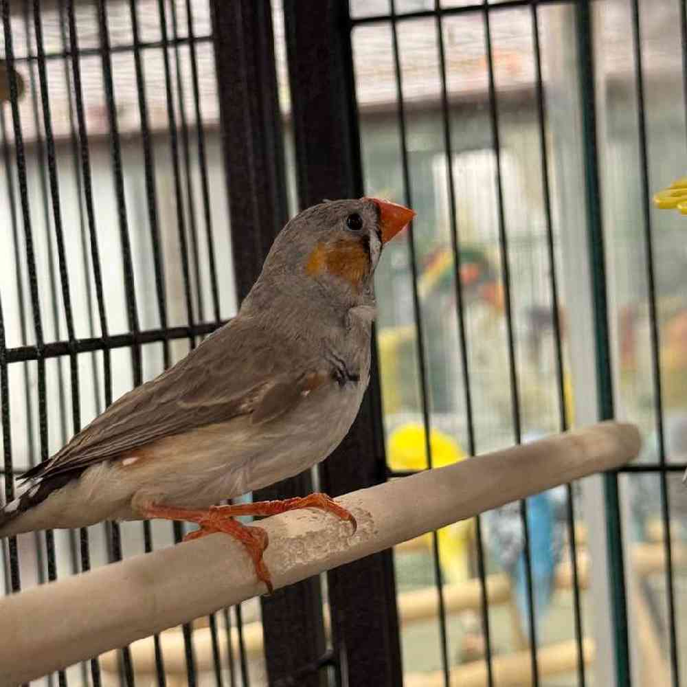 Zebra Finch