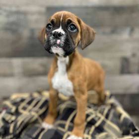 Boxer