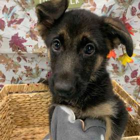 German Shepherd