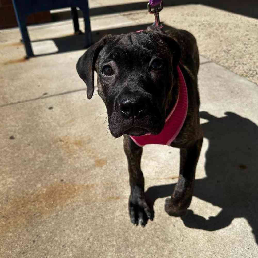 Male Cane Corso Puppy for Sale in New Haven, CT