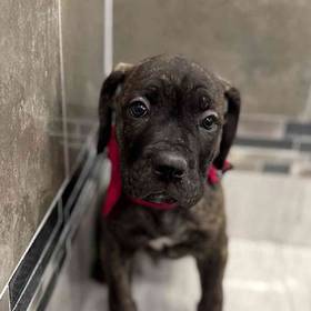 Cane Corso