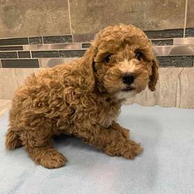 Cavapoo