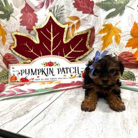 Yorkie