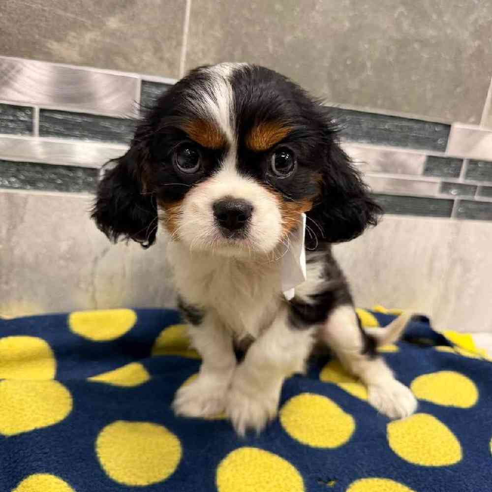Male Cavalier King Charles Spaniel Puppy for Sale in New Haven, CT