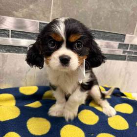 Cavalier King Charles Spaniel