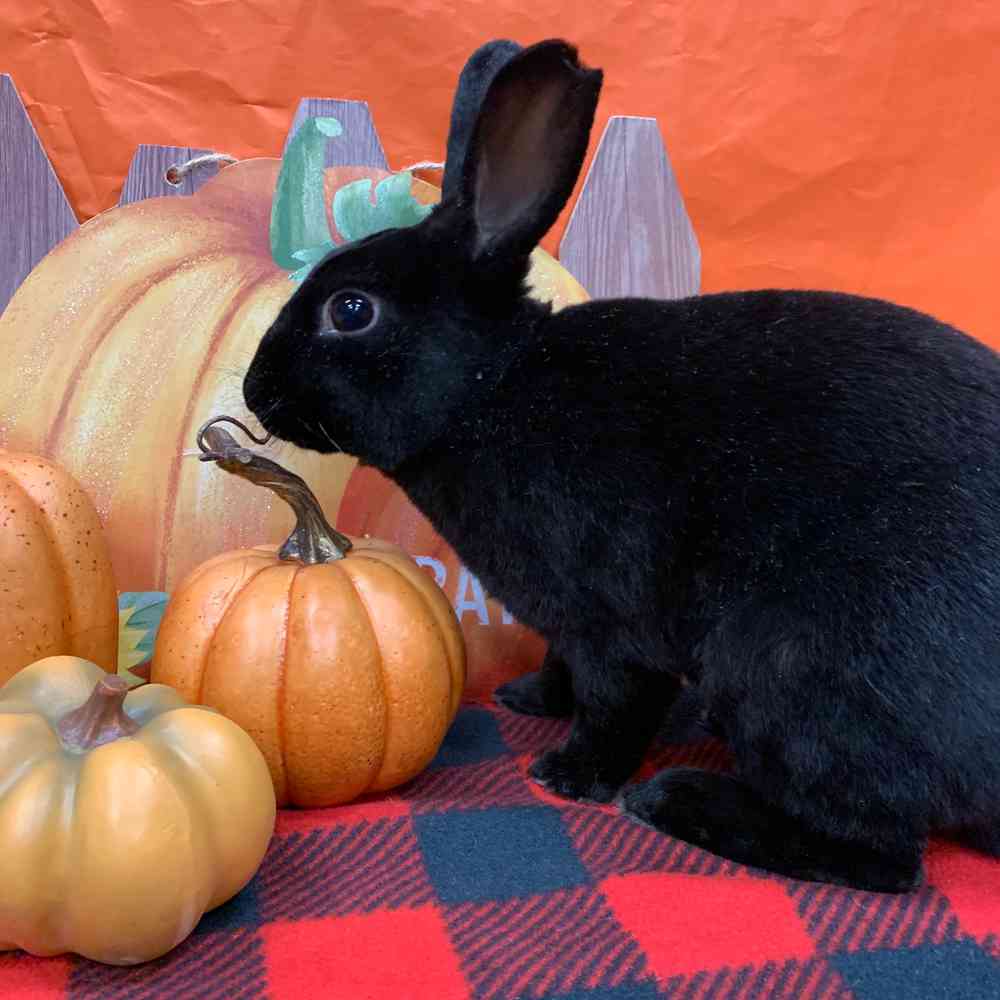Mini Rex
