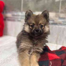 Pomeranian