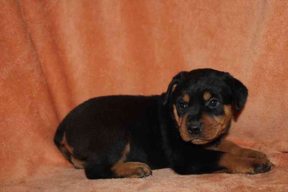 Image of a pet breed in the gallery