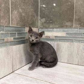 Russian Blue