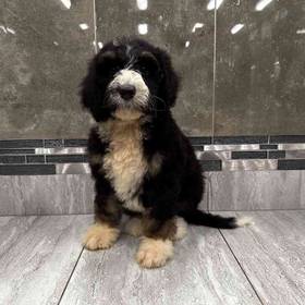 Bernedoodle