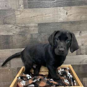 Labrador Retriever