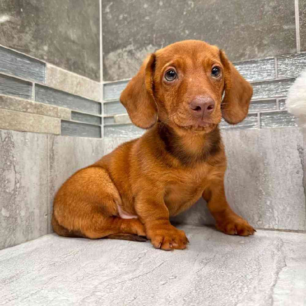 Image of a pet breed in the gallery