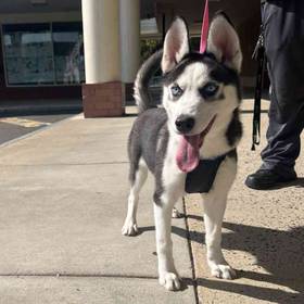 Siberian Husky