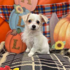 Cavachon