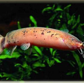 Electric Catfish