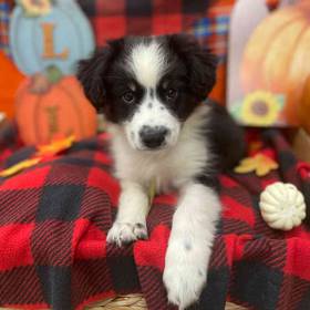 Mini Aussie