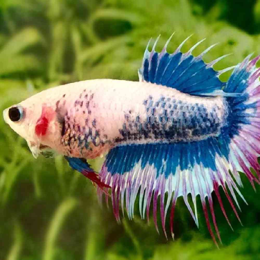 Image of a pet breed in the gallery