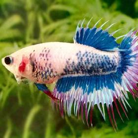 Female Crowntail Betta