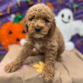 F1B Mini Goldendoodle