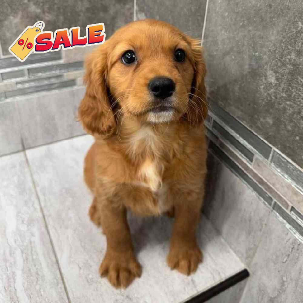 Mini Golden Retriever