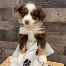 Mini Aussie