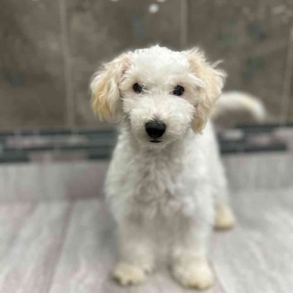 Poochon