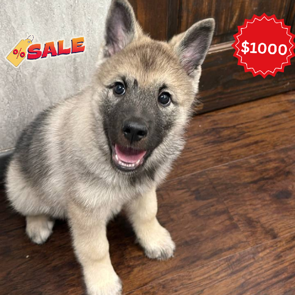 Male Norwegian Elkhound Puppy for Sale in New Haven, CT