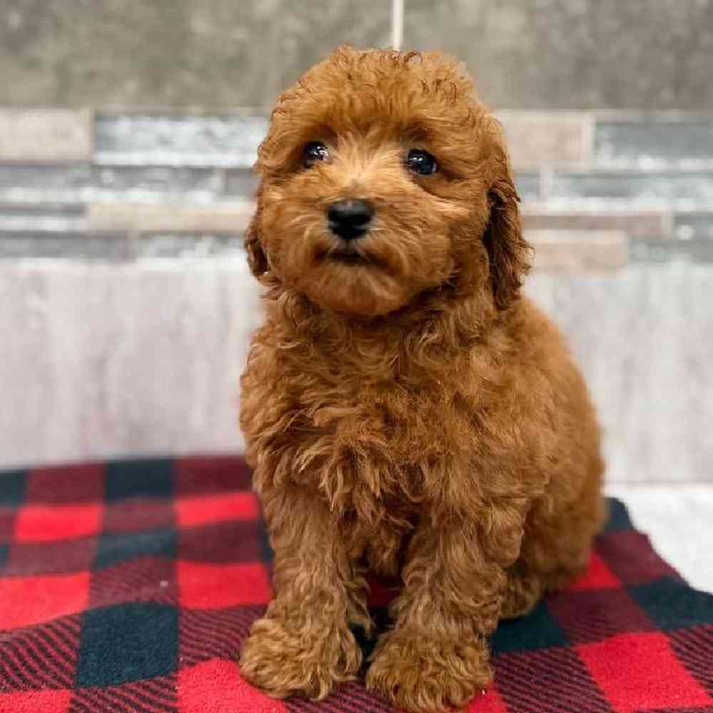 Image of a pet breed in the gallery