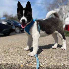 Akita