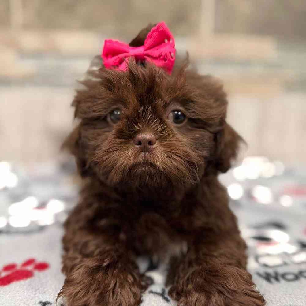 Image of a pet breed in the gallery