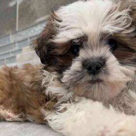 Havanese-Shih Tzu