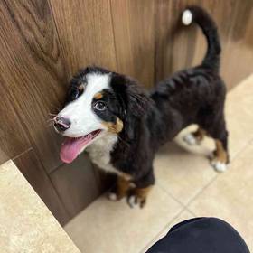Bernese Mountain Dog