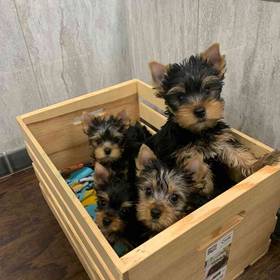 Yorkie
