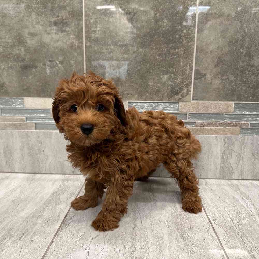 Cavapoo Puppy for sale - New Haven