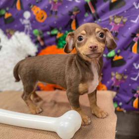 Chihuahua