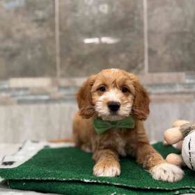 F1B Mini Goldendoodle