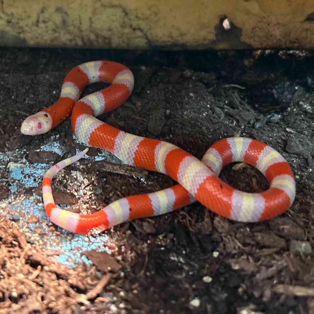 Milk Snake