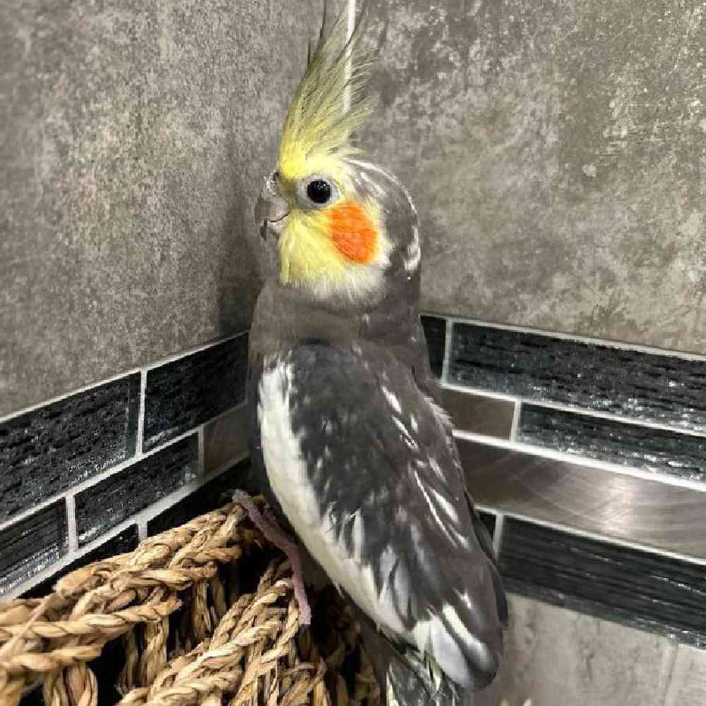 Image of a pet breed in the gallery