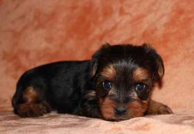 Yorkie