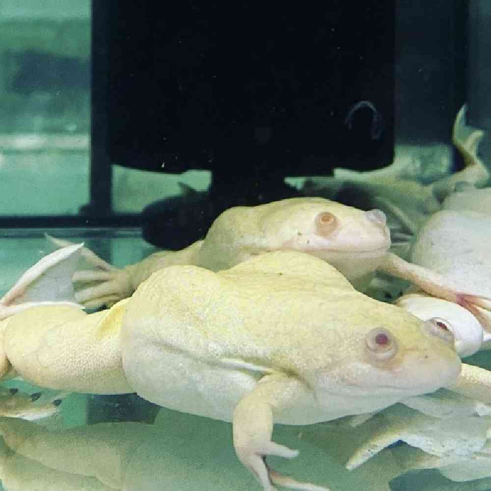 Image of a pet breed in the gallery