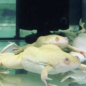 Albino African Clawed Frog