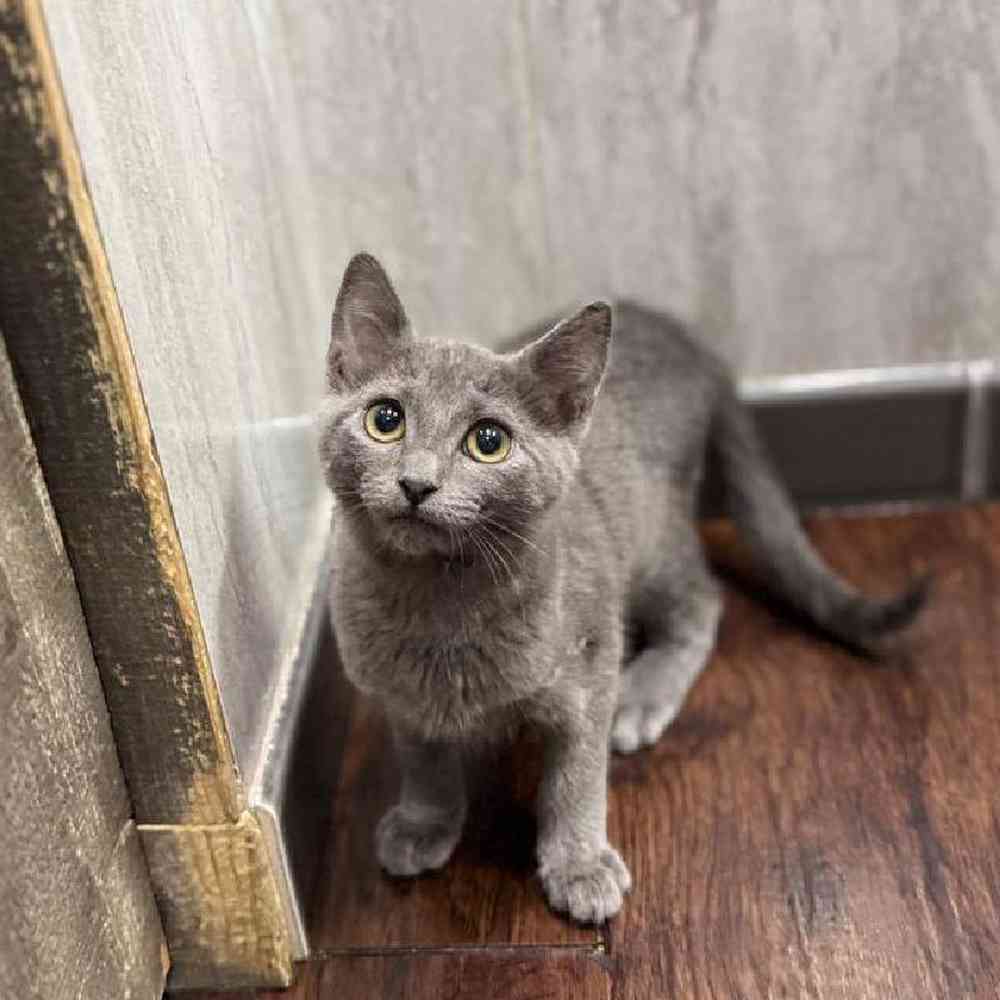 Image of a pet breed in the gallery