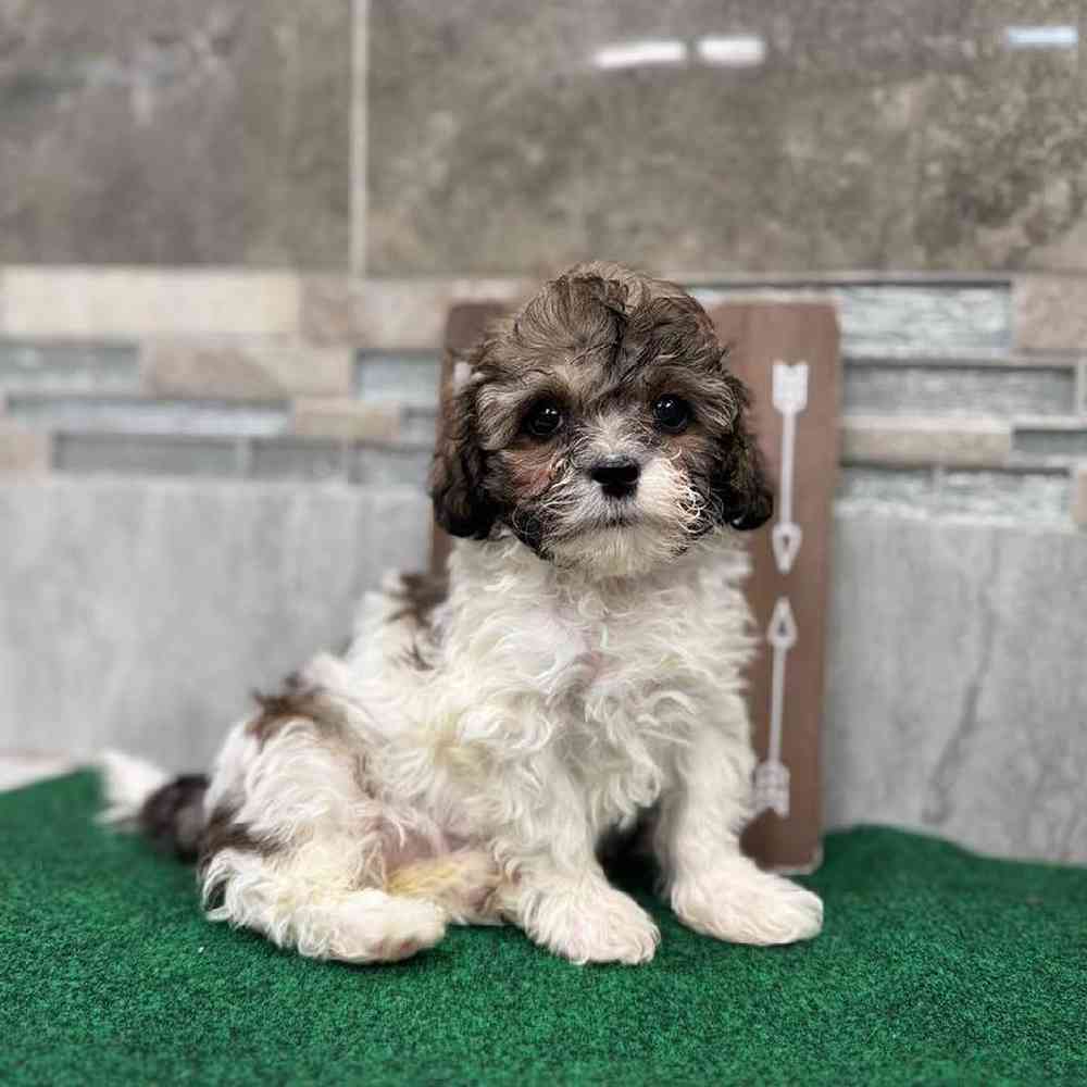 Image of a pet breed in the gallery