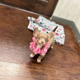 Chihuahua