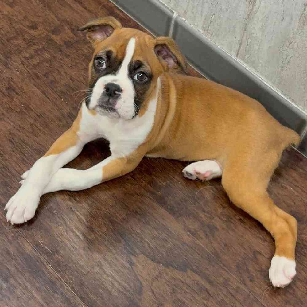 Image of a pet breed in the gallery
