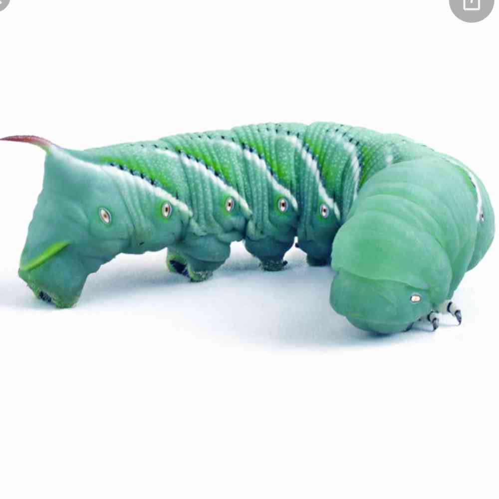 Live Hornworm